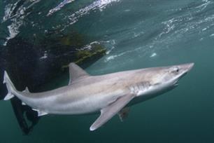 Wereldreizigers in de Oosterschelde