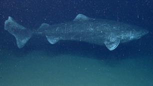 Wetenschappers ontdekken haai die 392 jaar oud is geworden