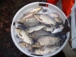 Wildvangst witvis voor visvijvers aan banden