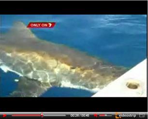 Witte haai valt vissersbootje aan (video)
