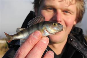 Witvissen: baarspeuteren