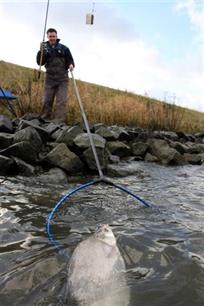 Witvissen - Zo vang je winterbrasem