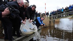 Zeeforellen uitgezet in Lauwersmeer