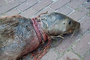 Zeehond vindt dood in net