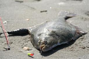 Zeevissen - de laatste meter