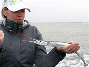 Zeevissen - Geep aan een zijden draadje