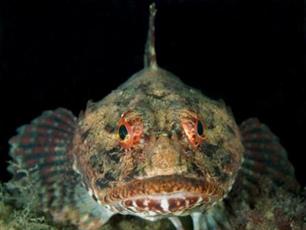 Zeevissen: verborgen schatten