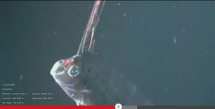 Zeldzame diepzeevis voor het eerst levend vastgelegd (video)