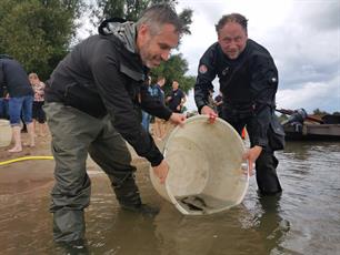 Zeldzame Europese steur terug in de Rijn: uitzet 90 jonge vissen in Woudrichem