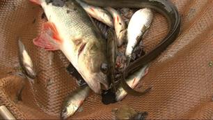 Zeldzame vissen in Utrechtse gracht (video)