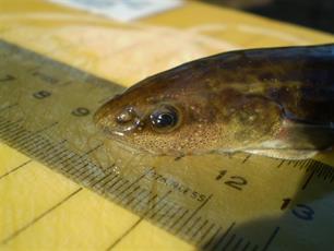 Zeldzame vissen planten zich voort bij het Zwarte Water (video)
