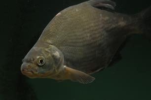 Zin en onzin achter Actief Biologisch Beheer