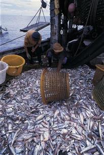 Zit er toekomst in duurzame visserij? ; Marine Stewardship Council begint vruchten af te werpen