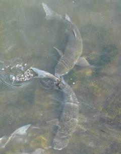 Zo zit dat: vegetarische zomergast