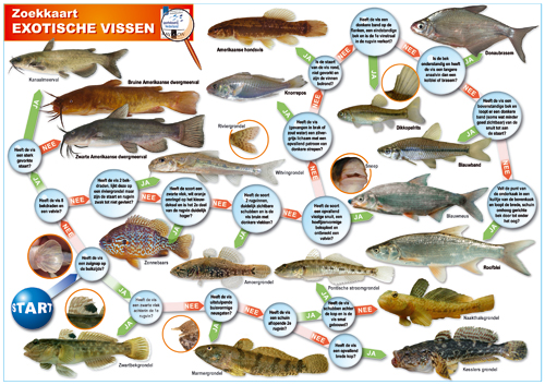 Toestemming Inwoner De onze Sportvisserij Nederland - Nieuw: zoekkaart exotische vissen