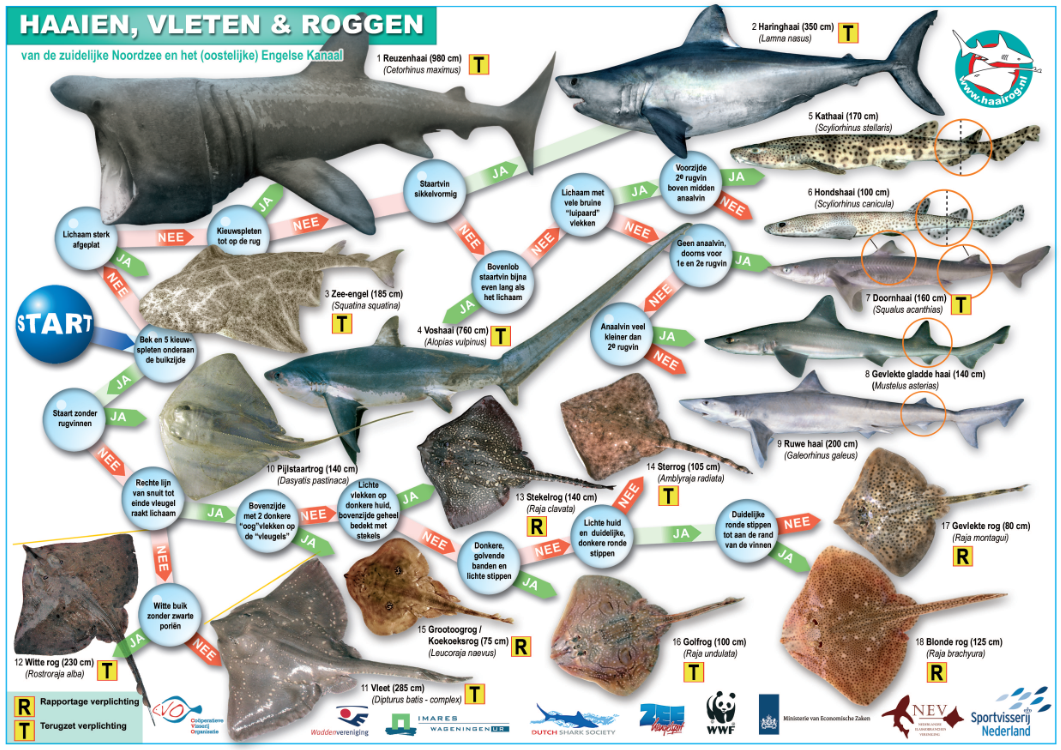 Haaien, vleten van de zuidelijke Noordzee en Engels