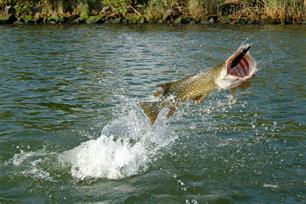Zorg over vissenwelzijn : zin en onzin van pijn, emoties en bewustzijn
